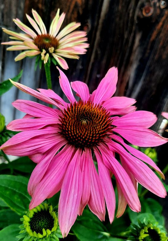 Blumen im Garten