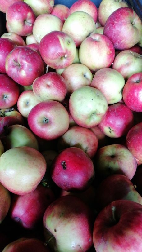 Äpfel aus dem Garten